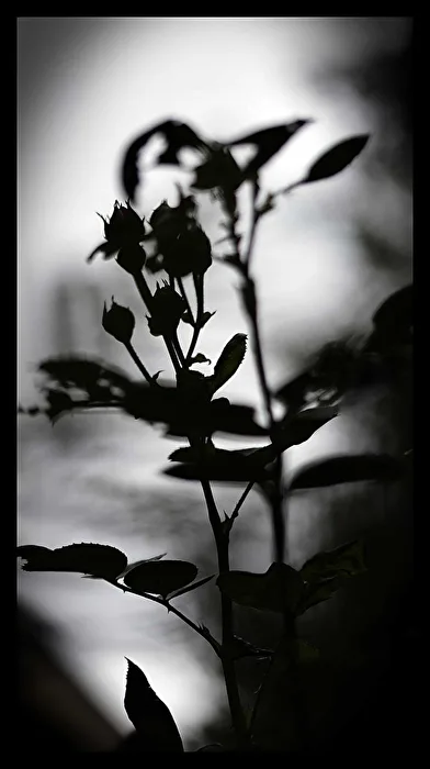 Licht und Schattenspiele