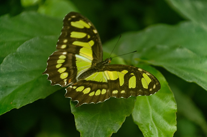 Schmetterling