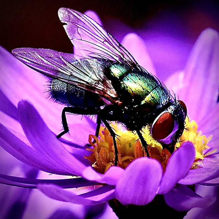 Nur ne Fliege und doch so schön