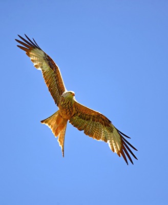 Im Anflug - Roter Milan
