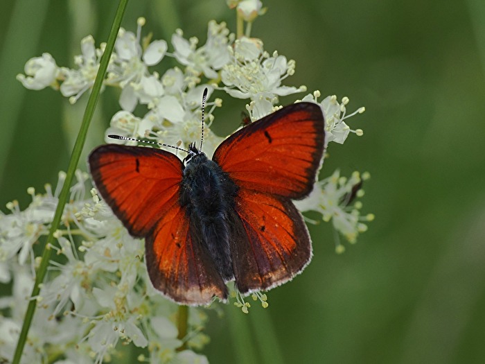 Lycaena hippothoe