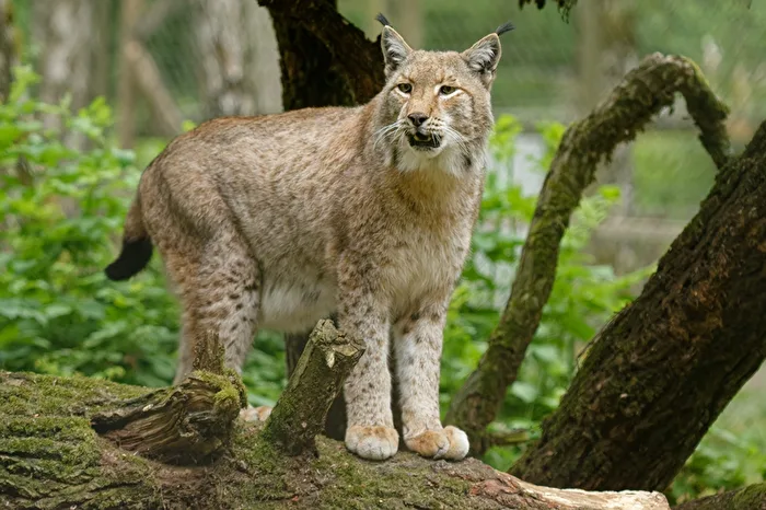 Lynx