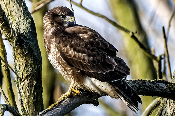 Common Buzzard