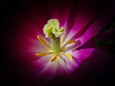 Tulpe