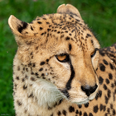 Gepardin
