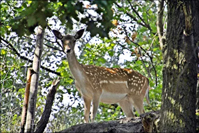 Damwild