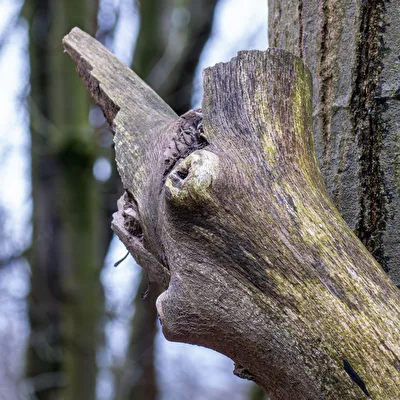 Abgebrochener Ast