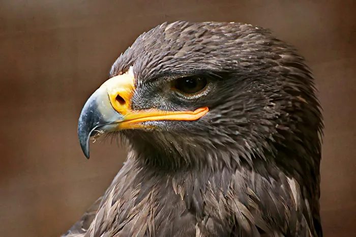 #Vögel - Seine Majestät