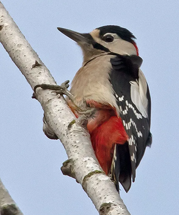 Great Spotted Woodpecker Searching for Food