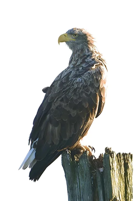 The Guardian