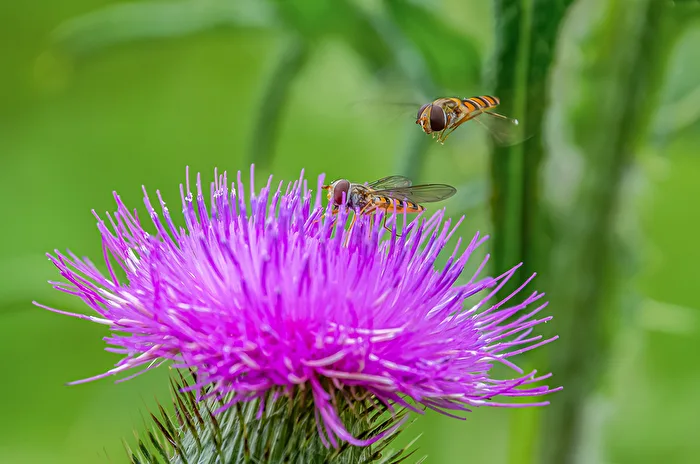 Schwebfliegen