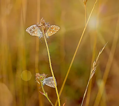 Trio im Gegenlicht