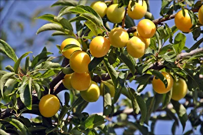 Fruchtporträt