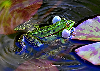 da isser wieder, unser Schnucki