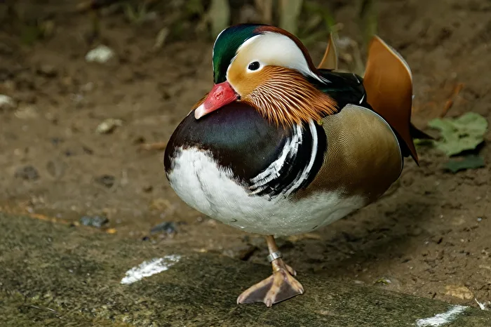 Anatra Mandarino