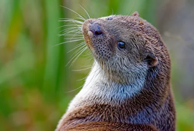 Otter-Portrait