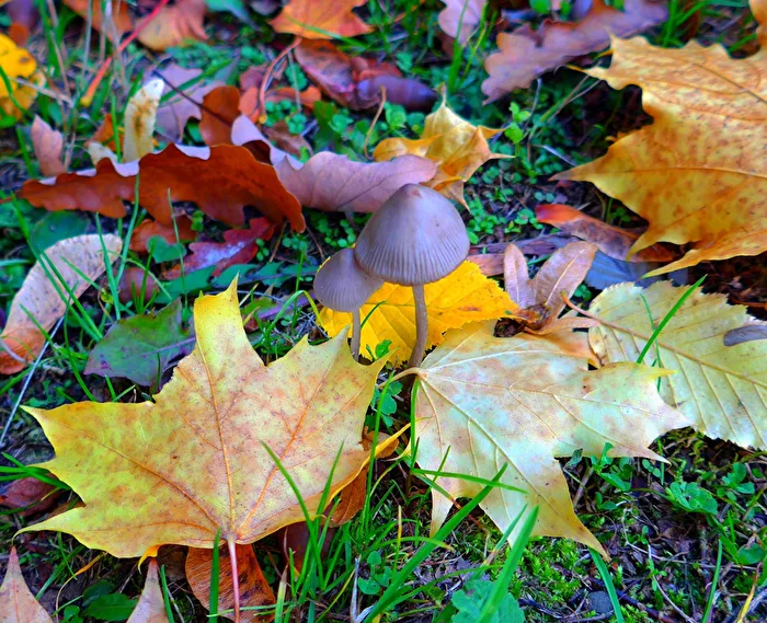 Mushrooms