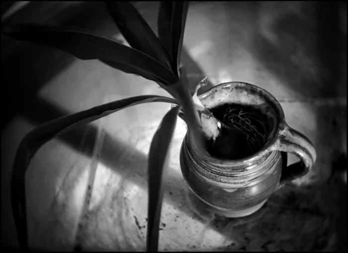 Cuttings