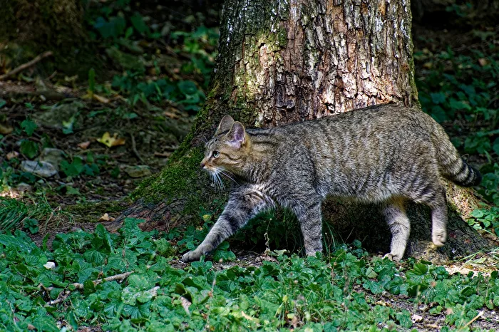 Wildcat