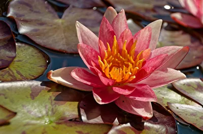 Seerose