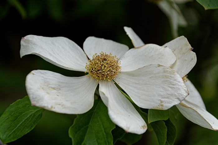 Blüte