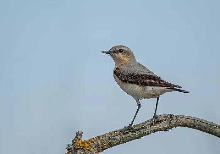 Wheatear