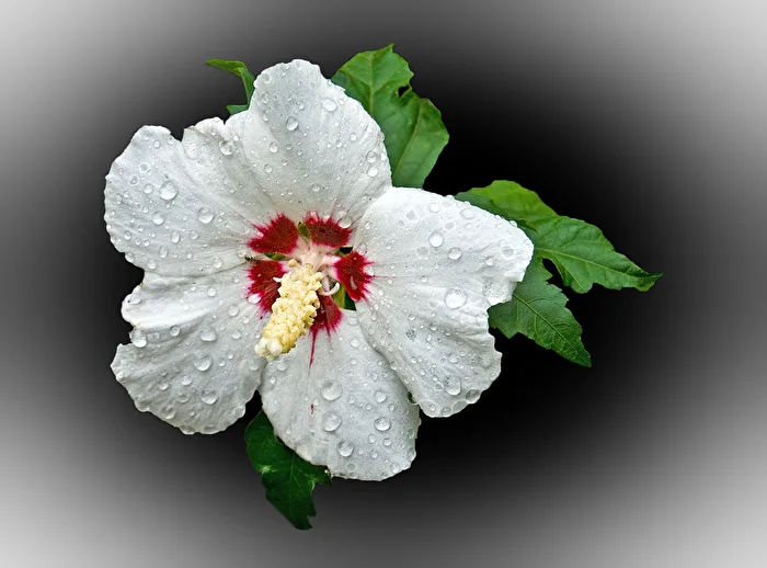 Hibiskus...