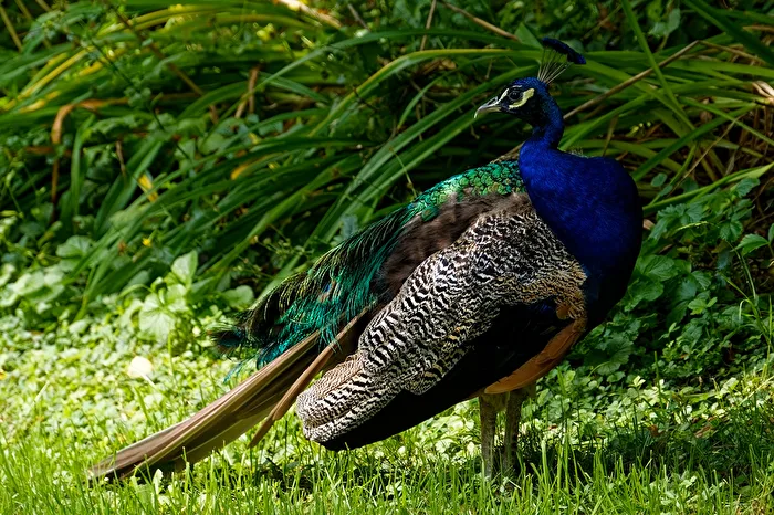 Peacock