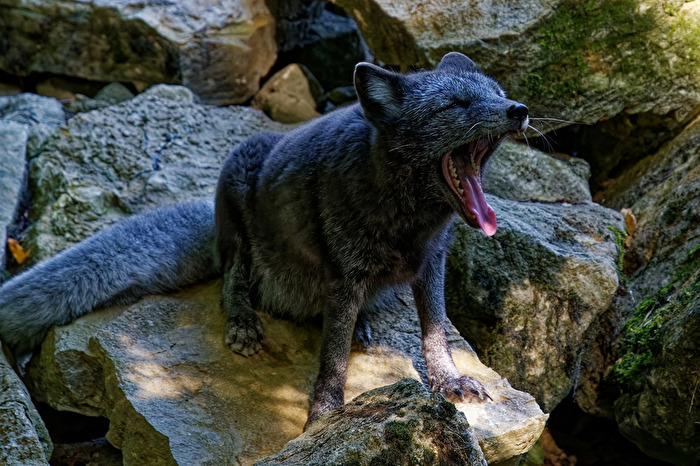 Polarfuchs