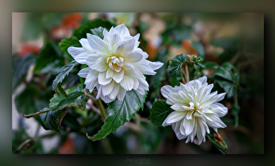 Schönheiten im Garten