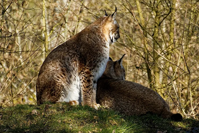Lynxes