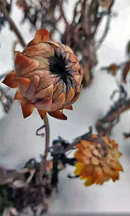 getrocknete Protea Repens Blüten