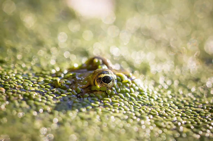 Froschn