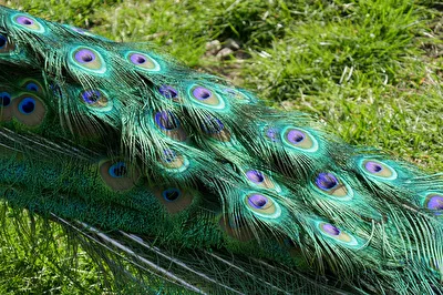 blaue Augen