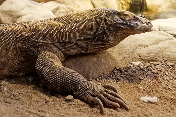 Komodo dragon