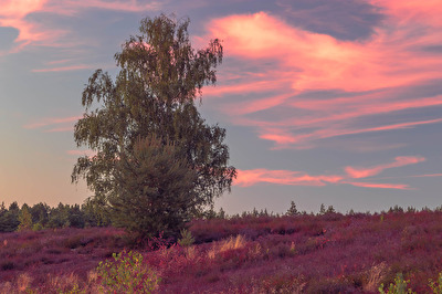 Die Heide in ihren schönsten Farben