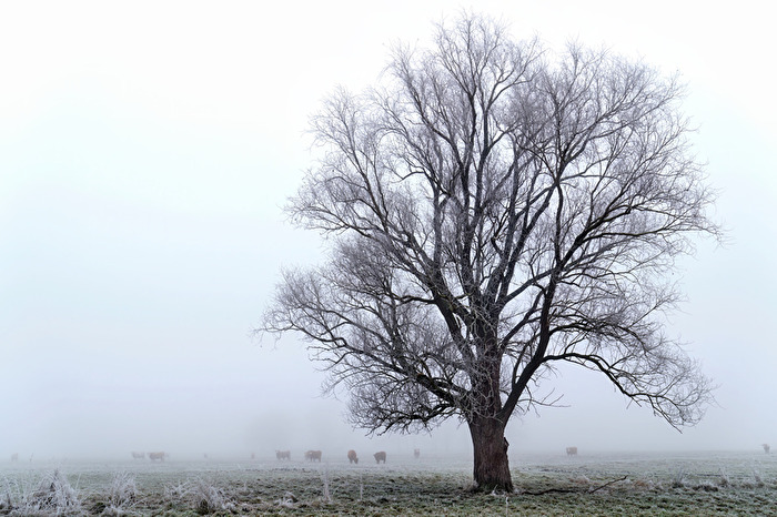 Nebel bei -3*