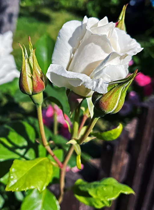weiße Rose