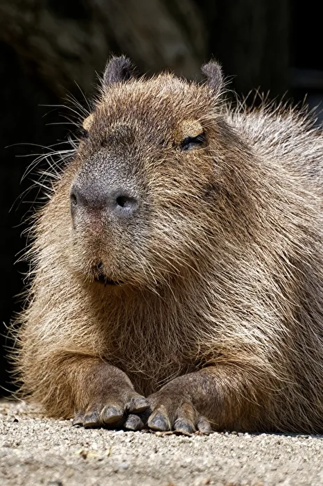 Mara ( Cavia d'acqua )