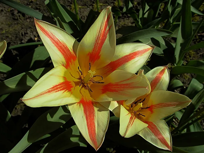 Daylilies