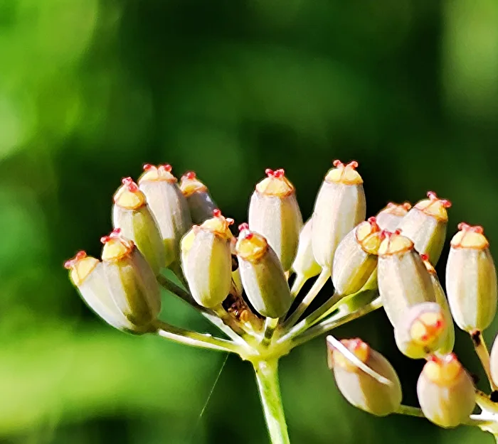 Fenchel