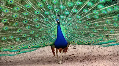 Herr Pfau