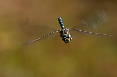 Unbekannte Libelle