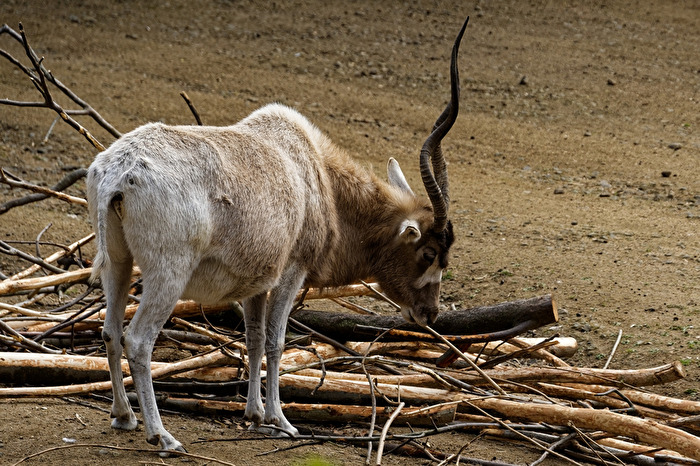 Addaxantilope