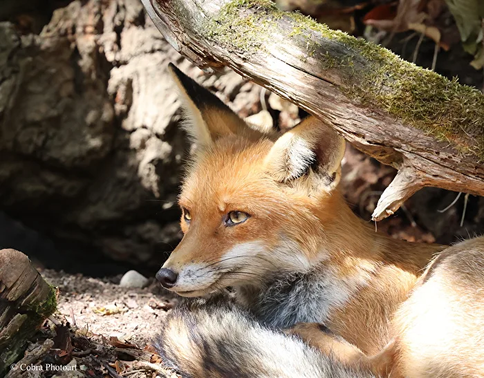 Fox