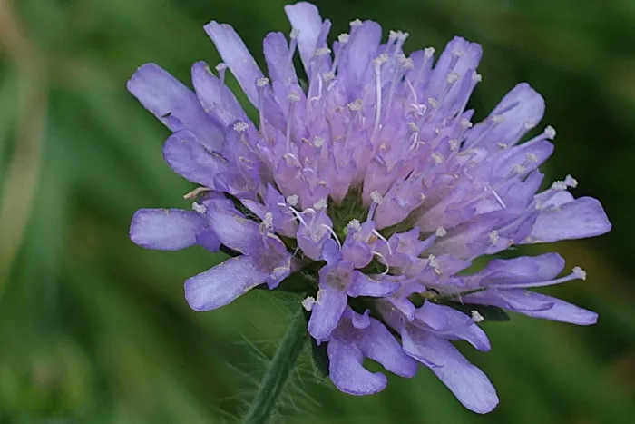 Blüte