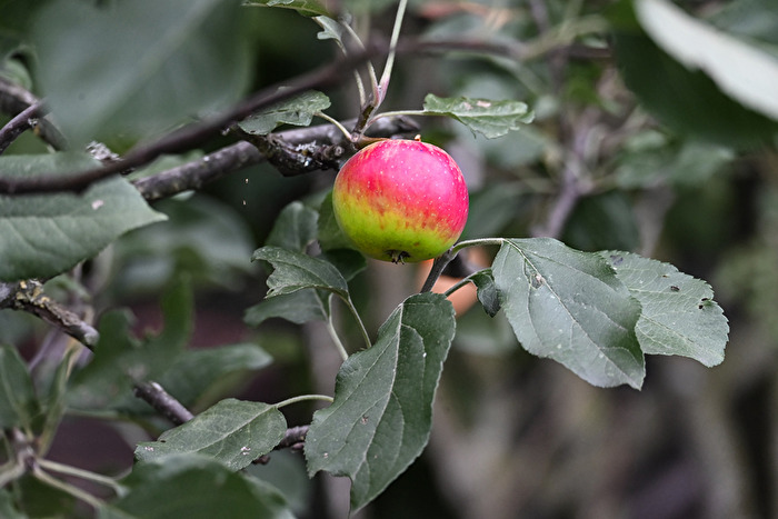 An Apple a Day