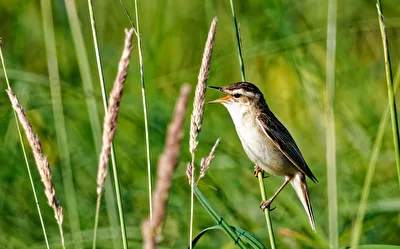 Schilfrohrsänger (Acrocephalus schoenobaenus)