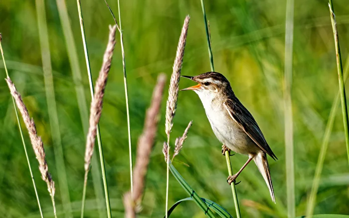Reed warbler (Acrocephalus schoenobaenus)