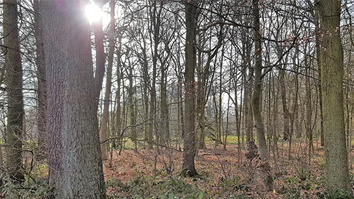 Sonnenstrahlen fallen in den Wald